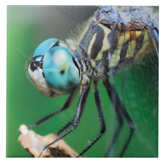 Dragonfly Blue Darner Close-up Eyes Tegeltje (Voorkant)