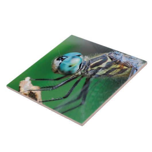 Dragonfly Blue Darner Close-up Eyes Tegeltje (Zijkant)