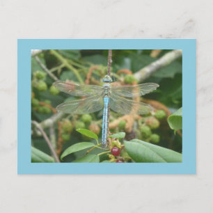 Dragonfly Blue Emperor met Border DIY Briefkaart