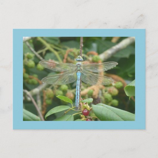 Dragonfly Blue Emperor met Border DIY Briefkaart (Voorkant)