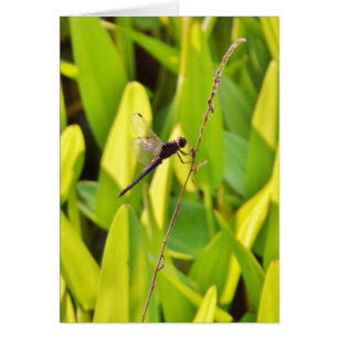 Dragonfly Blue en zwart op gras.