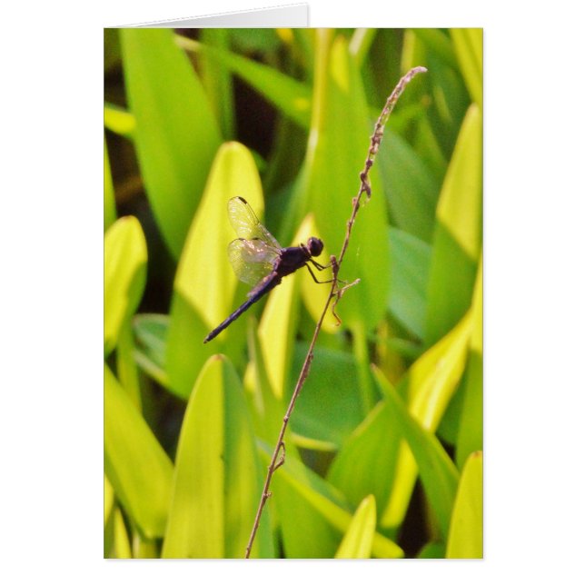 Dragonfly Blue en zwart op gras. (Voorkant)