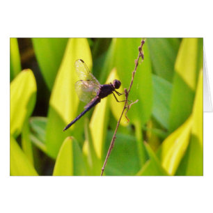 Dragonfly Blue en zwart op gras.