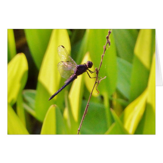 Dragonfly Blue en zwart op gras. (Voorkant Horizontaal)