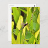 Dragonfly Blue en zwart op gras. Briefkaart (Voorkant / Achterkant)