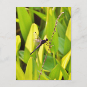 Dragonfly Blue en zwart op gras. Briefkaart