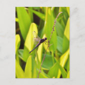 Dragonfly Blue en zwart op gras. Briefkaart (Voorkant)