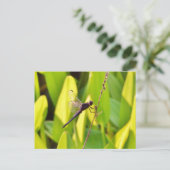 Dragonfly Blue en zwart op gras. Briefkaart (Staand voorkant)