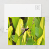 Dragonfly Blue en zwart op gras. Briefkaart (Voorkant / Achterkant)