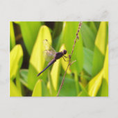 Dragonfly Blue en zwart op gras. Briefkaart (Voorkant)