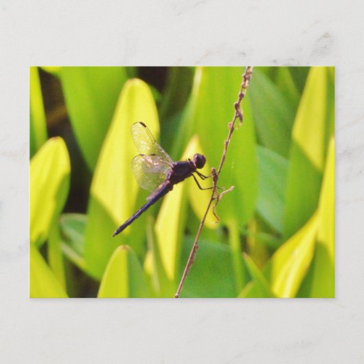 Dragonfly Blue en zwart op gras. Briefkaart (Voorkant)