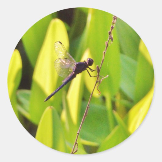 Dragonfly Blue en zwart op gras. Ronde Sticker (Voorkant)