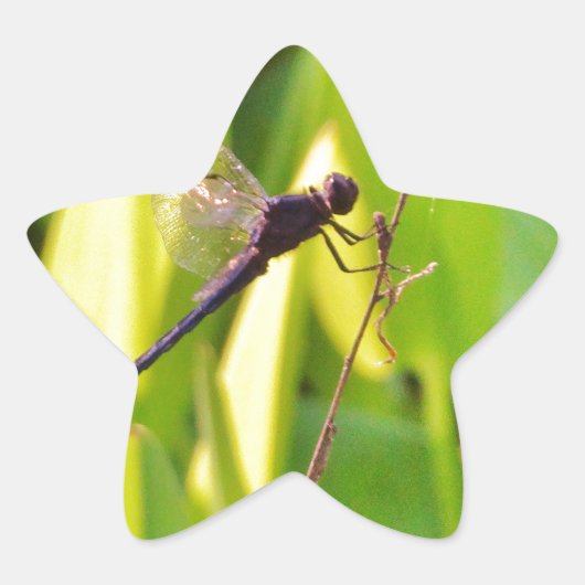 Dragonfly Blue en zwart op gras. Ster Sticker (Voorkant)