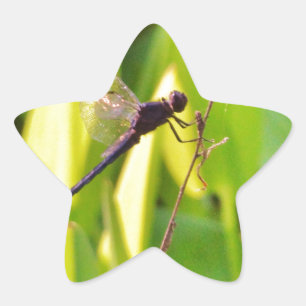 Dragonfly Blue en zwart op gras. Ster Sticker