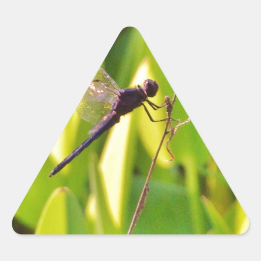 Dragonfly Blue en zwart op gras. Sticker (Voorkant)