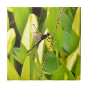 Dragonfly Blue en zwart op gras. Tegeltje