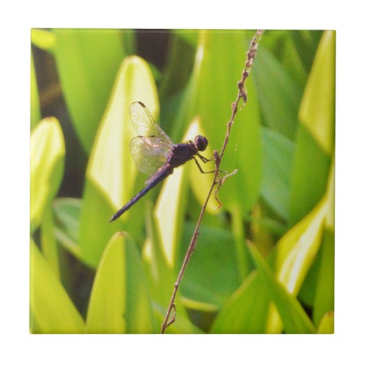 Dragonfly Blue en zwart op gras. Tegeltje (Voorkant)