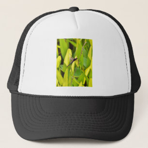 Dragonfly Blue en zwart op gras. Trucker Pet