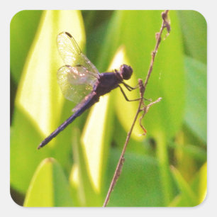 Dragonfly Blue en zwart op gras. Vierkante Sticker