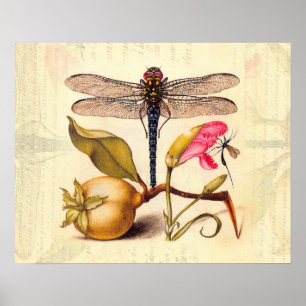 Dragonfly Botanische Natuur Wildleven Poster