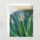 Dragonfly Briefkaart (Voorkant / Achterkant)