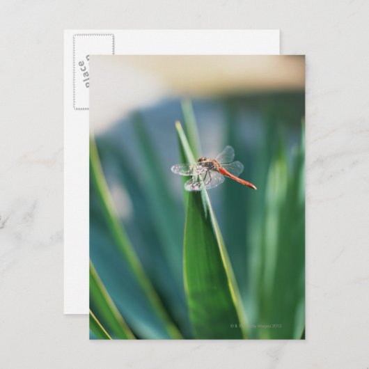 Dragonfly Briefkaart (Voorkant / Achterkant)