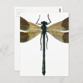  dragonfly briefkaart (Voorkant / Achterkant)