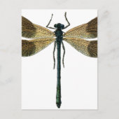 dragonfly briefkaart (Voorkant)