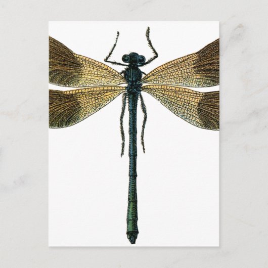  dragonfly briefkaart (Voorkant)