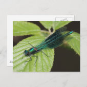 Dragonfly Briefkaart (Voorkant / Achterkant)