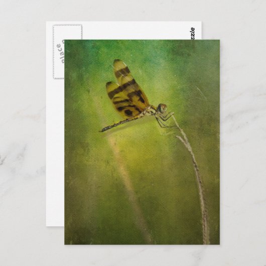 Dragonfly Briefkaart (Voorkant / Achterkant)