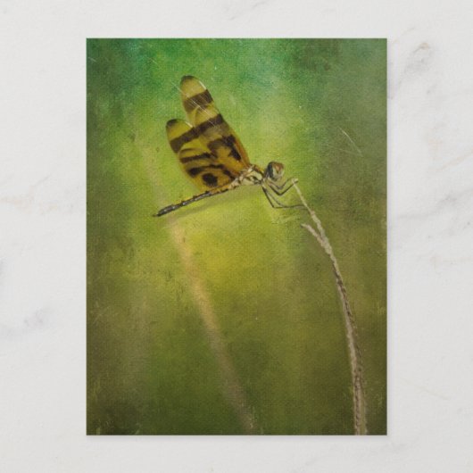 Dragonfly Briefkaart (Voorkant)