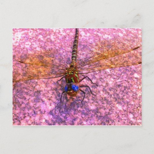 Dragonfly Briefkaart (Voorkant)