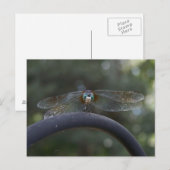Dragonfly Briefkaart (Voorkant / Achterkant)