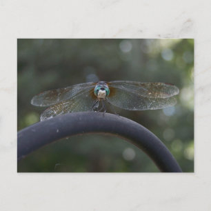 Dragonfly Briefkaart