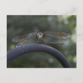 Dragonfly Briefkaart (Voorkant)