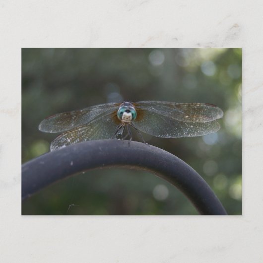Dragonfly Briefkaart (Voorkant)