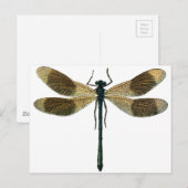  dragonfly briefkaart (Voorkant / Achterkant)