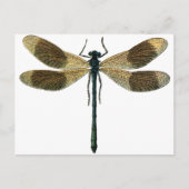  dragonfly briefkaart (Voorkant)