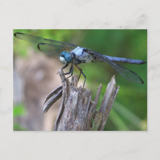 Dragonfly Briefkaart