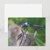 Dragonfly Briefkaart (Voorkant / Achterkant)