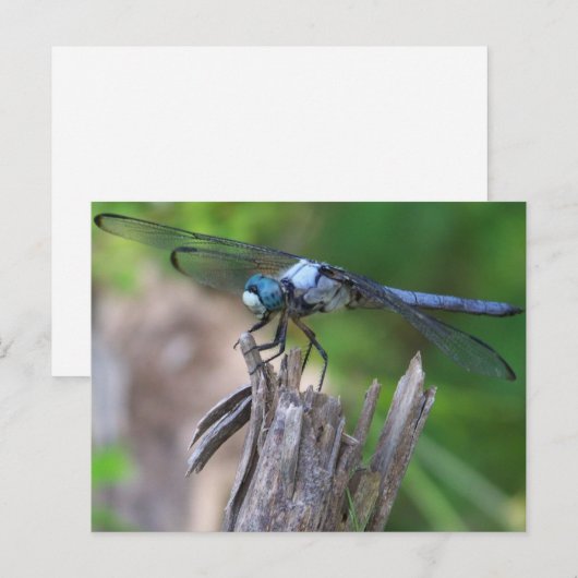 Dragonfly Briefkaart (Voorkant / Achterkant)