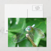 Dragonfly Briefkaart (Voorkant / Achterkant)