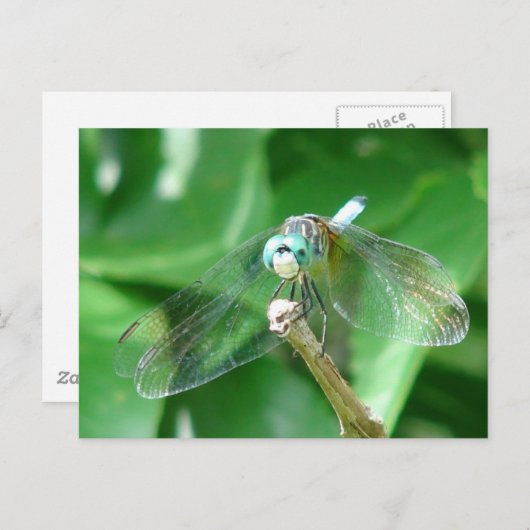 Dragonfly Briefkaart (Voorkant / Achterkant)
