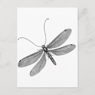 Dragonfly Briefkaart