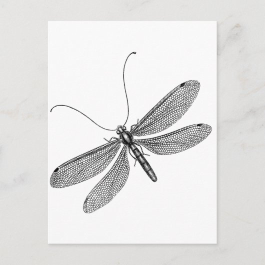 Dragonfly Briefkaart (Voorkant)
