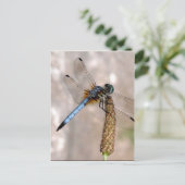Dragonfly! Briefkaart (Staand voorkant)