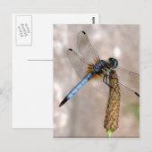 Dragonfly! Briefkaart (Voorkant / Achterkant)