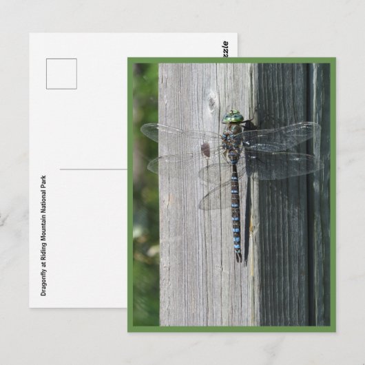 Dragonfly Briefkaart (Voorkant / Achterkant)