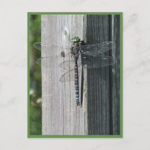 Dragonfly Briefkaart